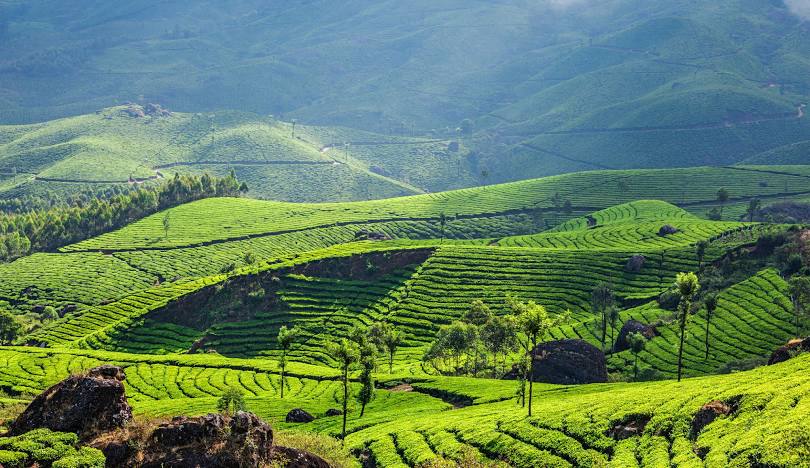 Kerala Munnar