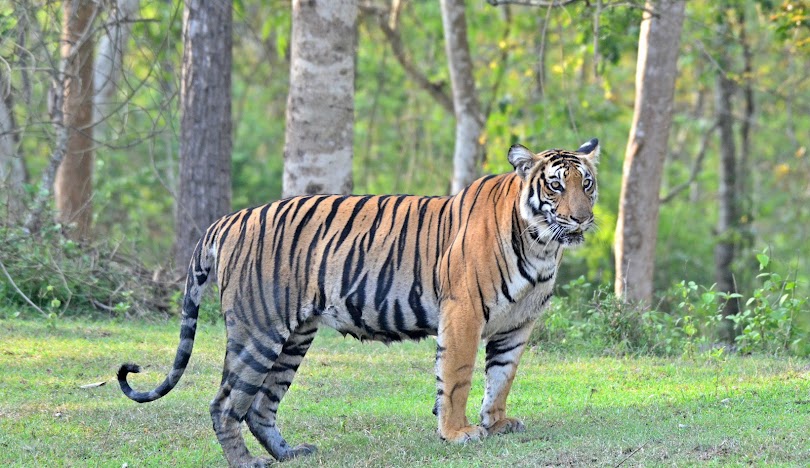 Nagarahole Tiger Reserve